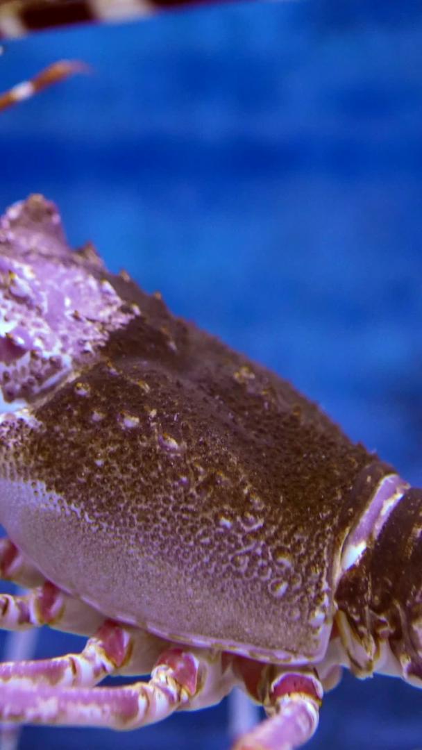 大龙虾在海底实拍视频的预览图