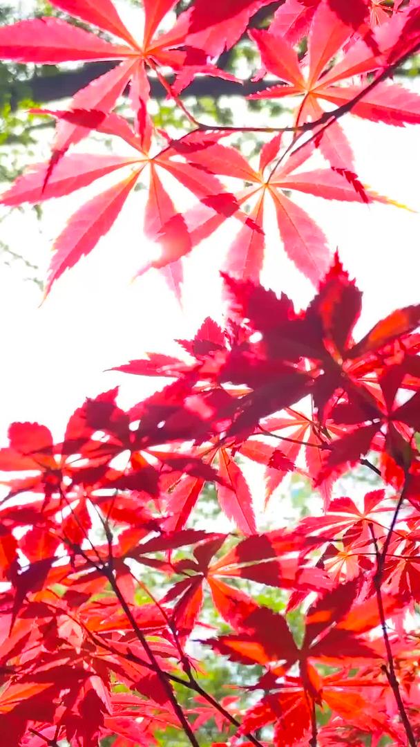山陵枫叶的实拍视频的预览图