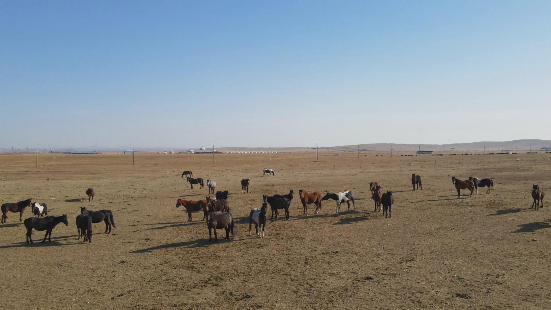 内蒙古地区4k航拍在枯黄的草原上奔腾的马群视频的预览图