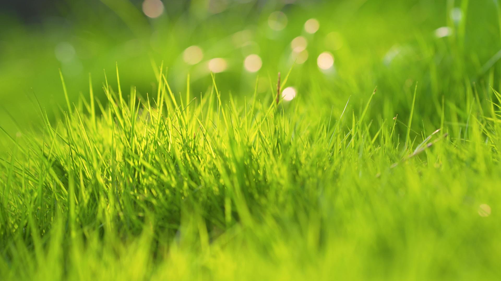 初夏阳光下的小草植物空镜头4k视频的预览图