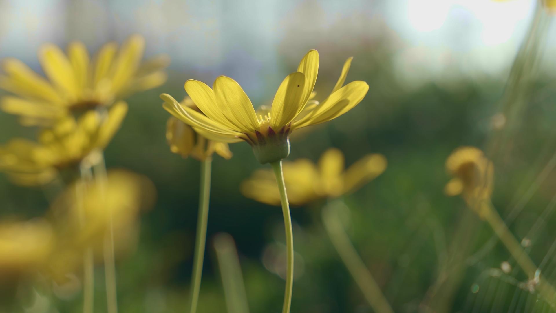 小黄花在春日阳光下绽放视频的预览图