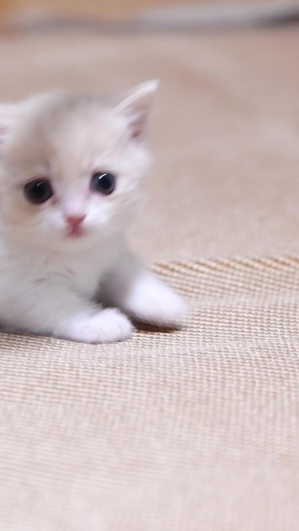 乳白曼基康小奶猫在玩逗猫棒视频的预览图