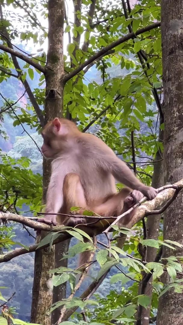 张家界国家森林公园武陵源树上的野猴素材湖南5A级旅游景区视频的预览图