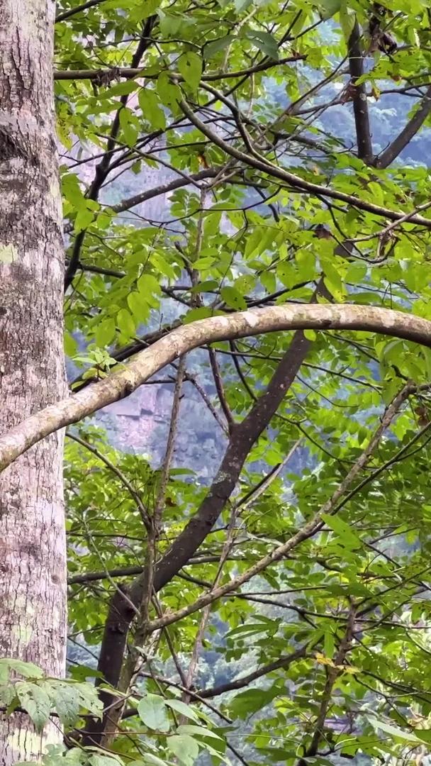 张家界国家森林公园武陵源树上的野猴素材湖南5A级旅游景区视频的预览图
