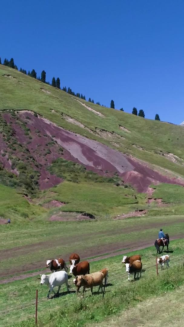 牧民在新疆天山脚下赶牛航拍视频的预览图