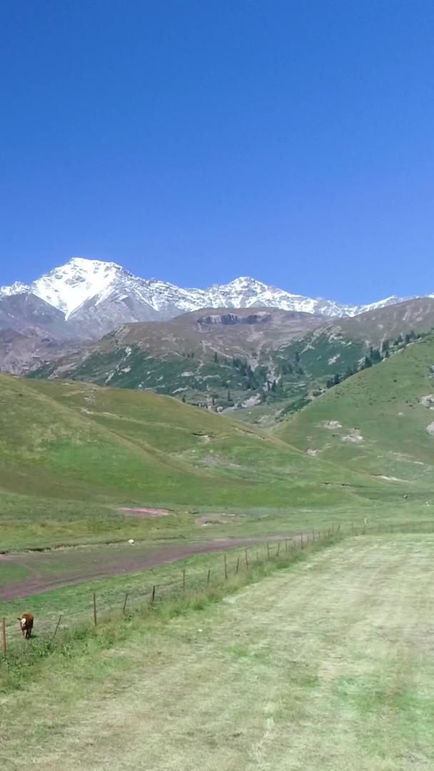 牧民在新疆天山脚下赶牛航拍视频的预览图