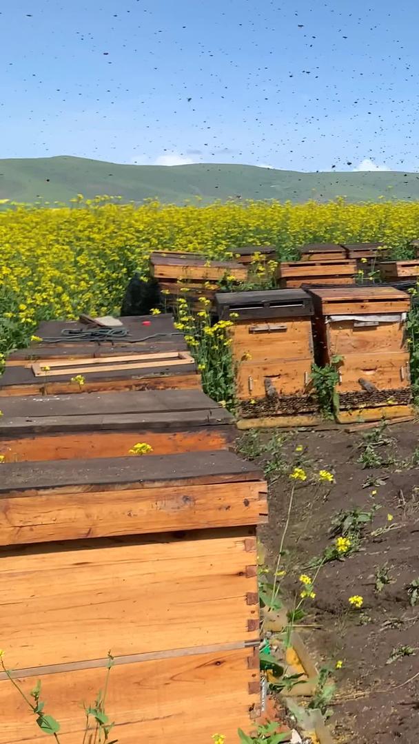 蜜蜂养殖视频视频的预览图
