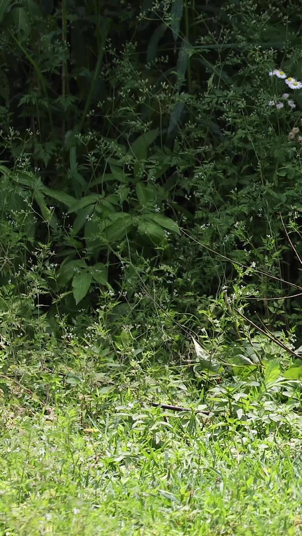拍摄东非冠鹤坦桑尼亚国鸟红濒危物种视频的预览图