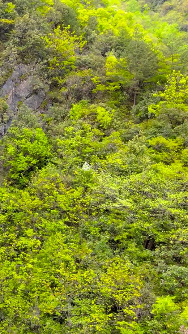 5A景区神农架天然石桥洞航拍集合天然石桥洞视频的预览图