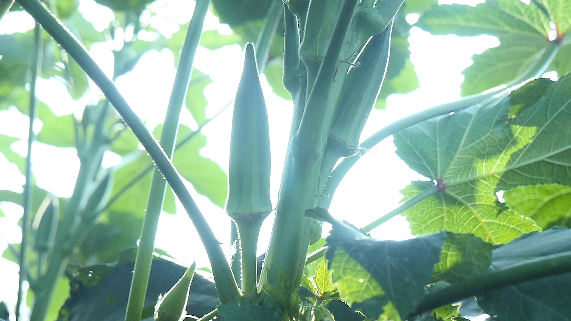 有机蔬菜种植视频的预览图