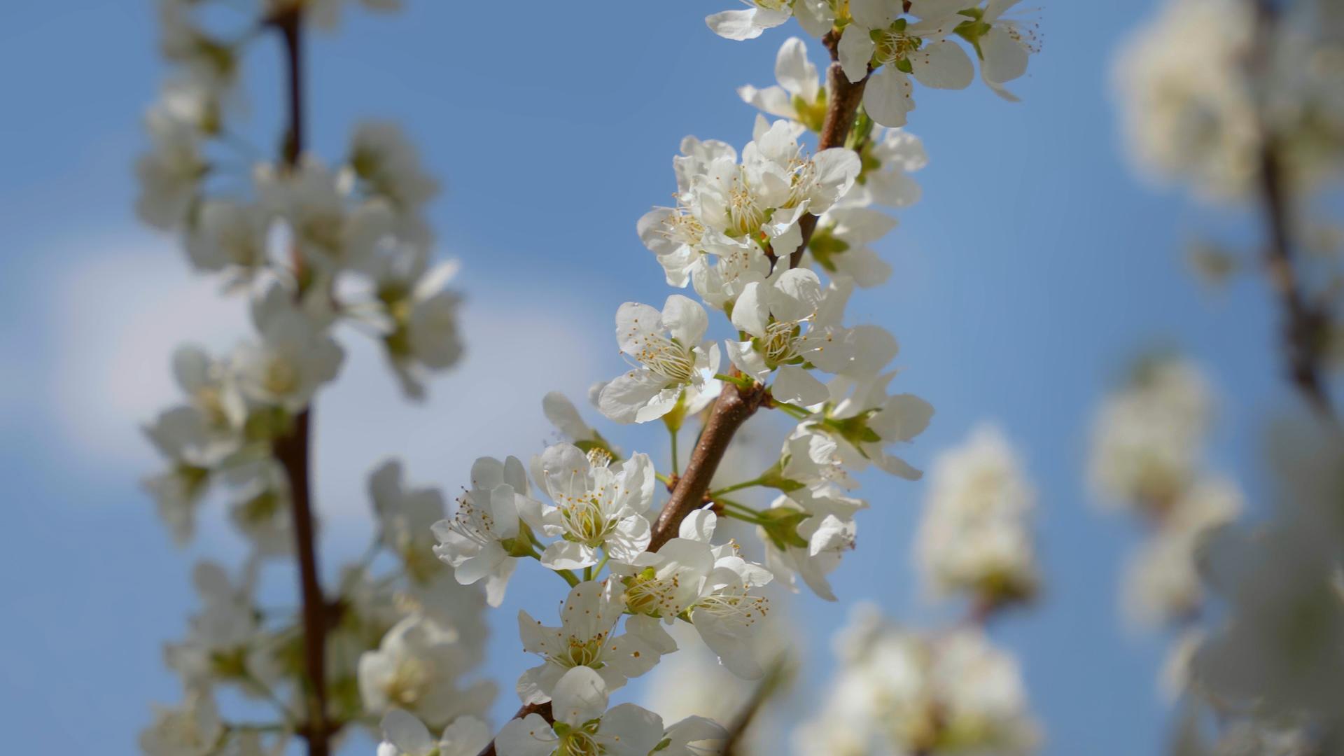 梨花在春天盛开视频的预览图