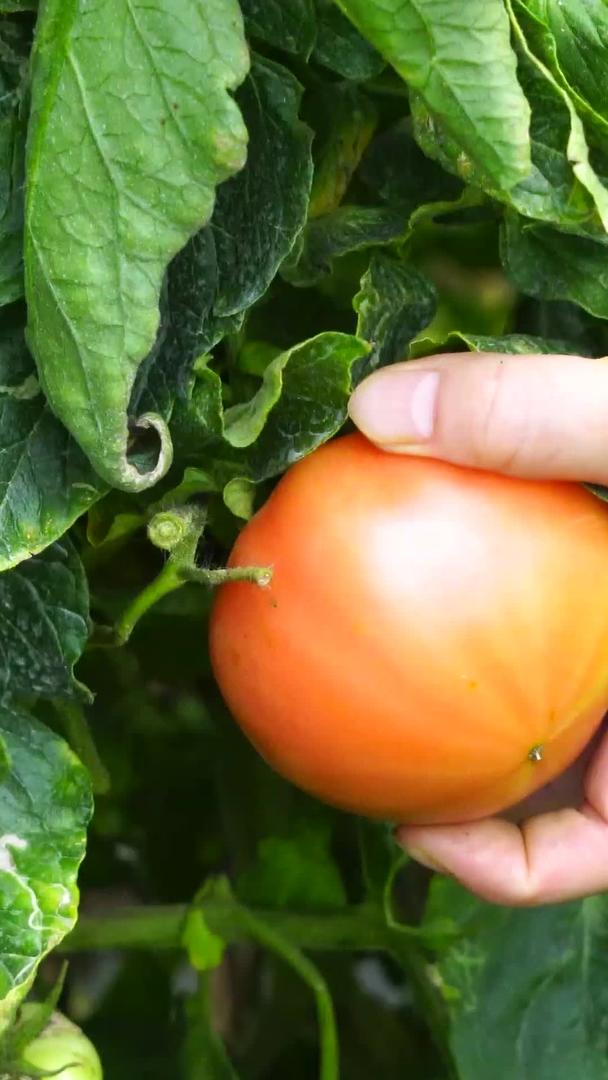 采摘番茄大棚视频的预览图