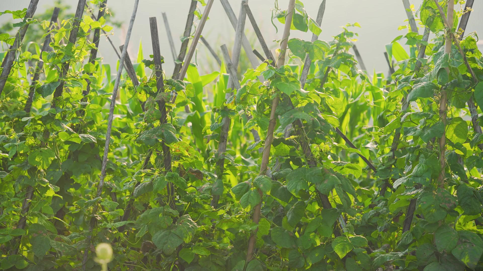 绿色菜地绿色蔬菜植物空镜头4k视频的预览图
