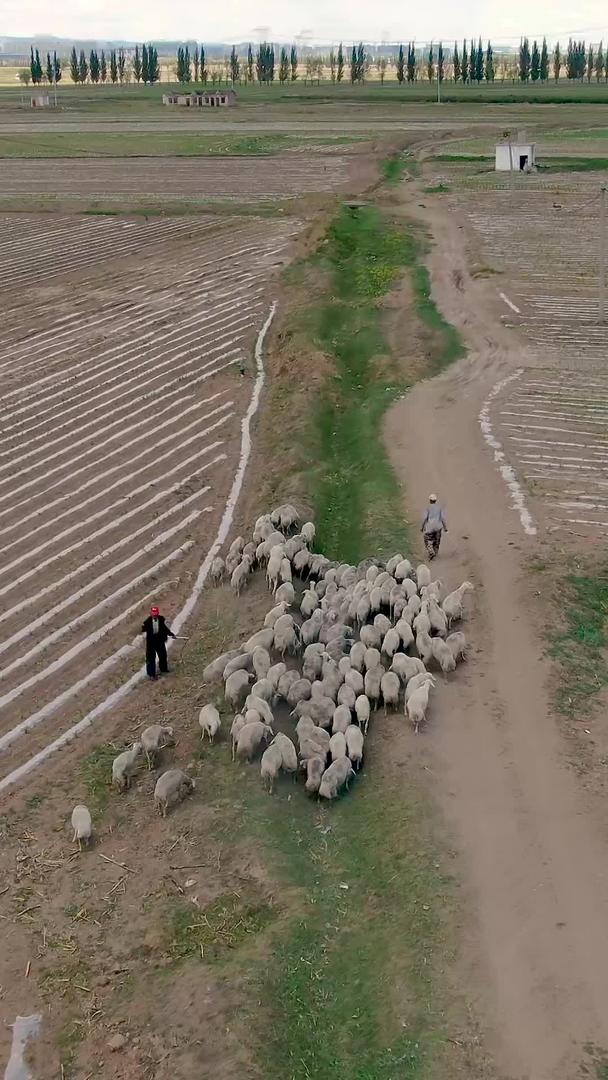 在农村航拍中放羊视频的预览图