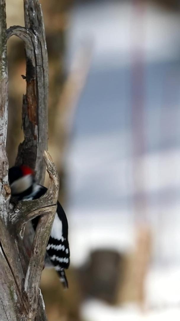 冬季啄木鸟视频的预览图