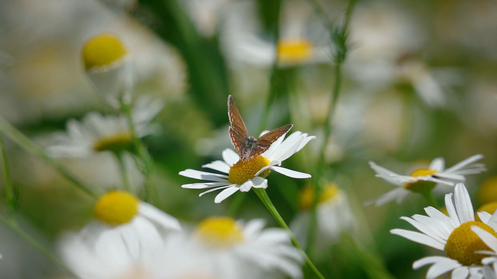 蝴蝶在雏菊上视频的预览图