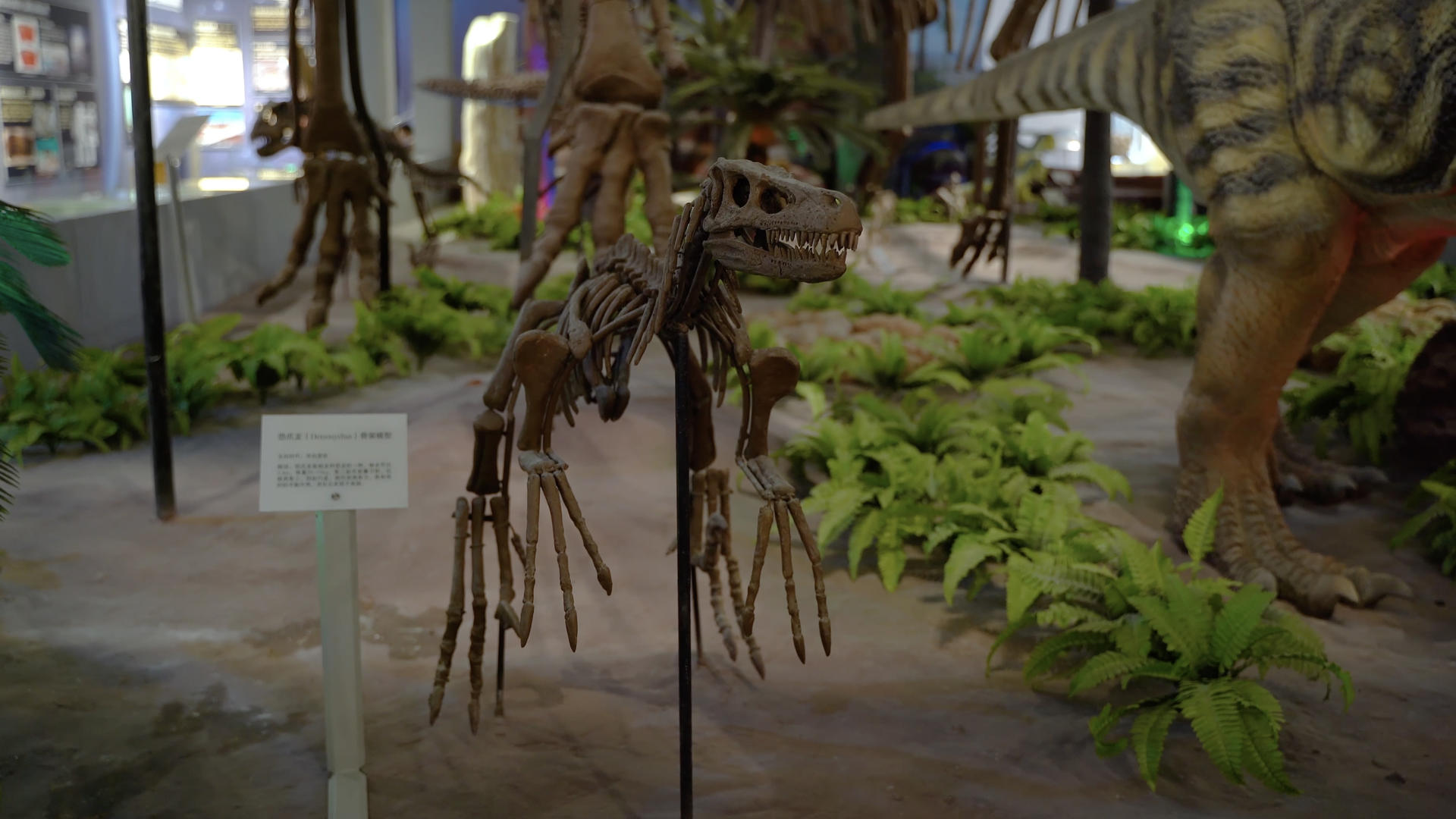 地质博物馆恐龙化石样本视频的预览图