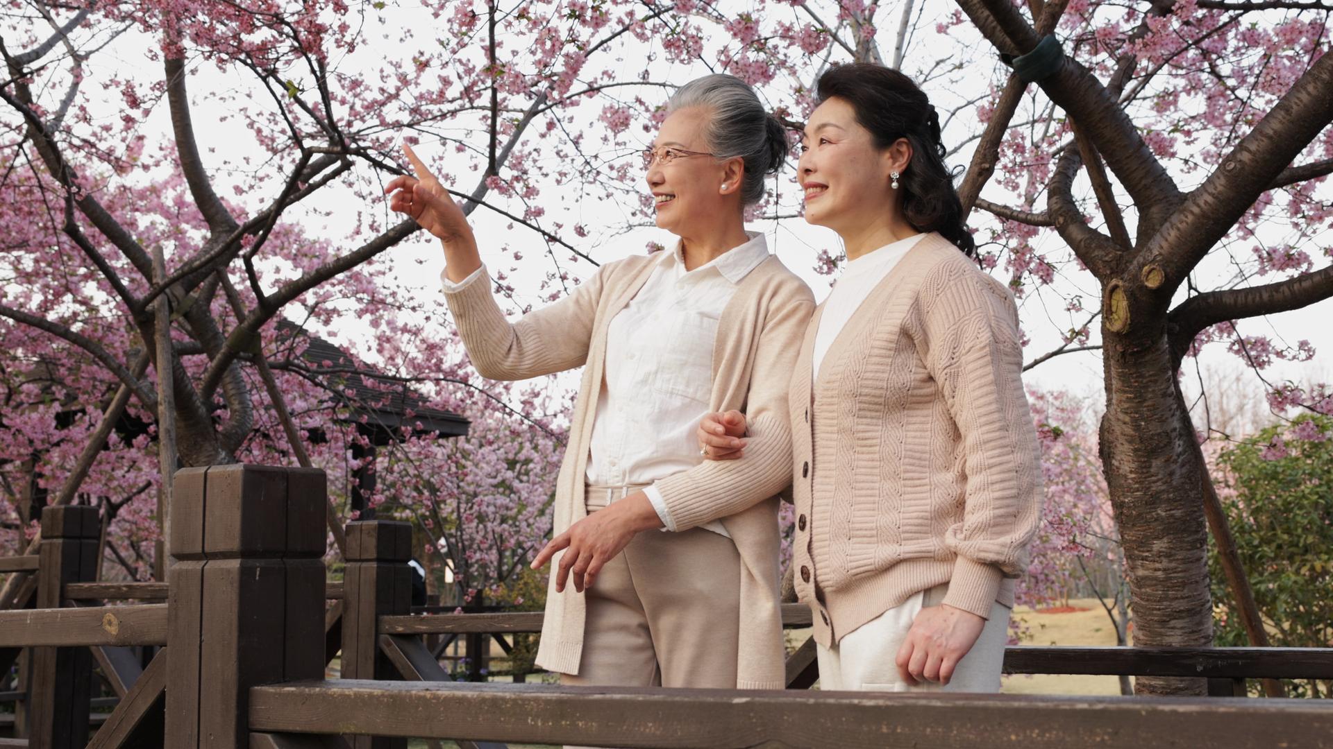 樱花树下欣赏风景的老年姐妹视频的预览图