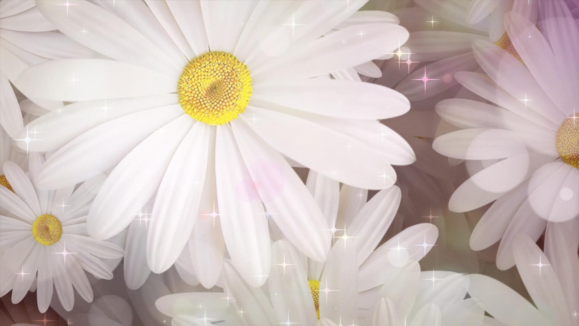 4k洁白花朵舞台背景视频的预览图