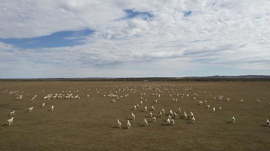 内蒙古羊群视频的预览图