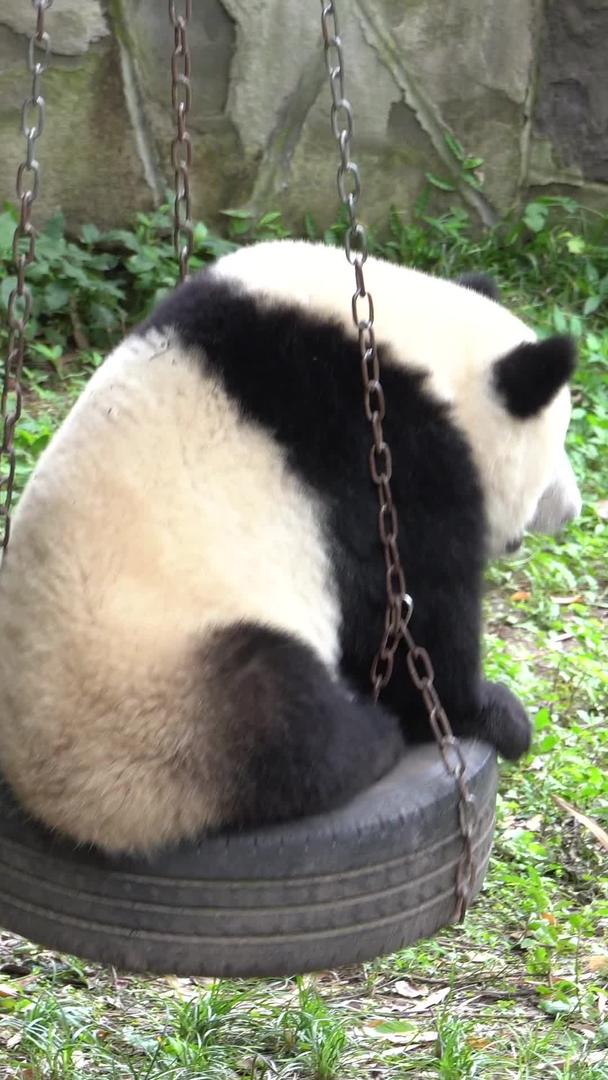 国宝熊猫嬉戏打闹视频的预览图