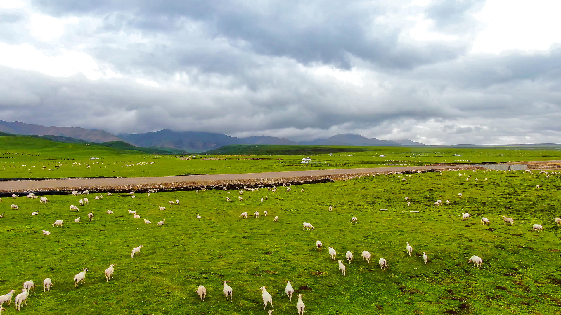 天然牧场放牧羊群航拍视频视频的预览图