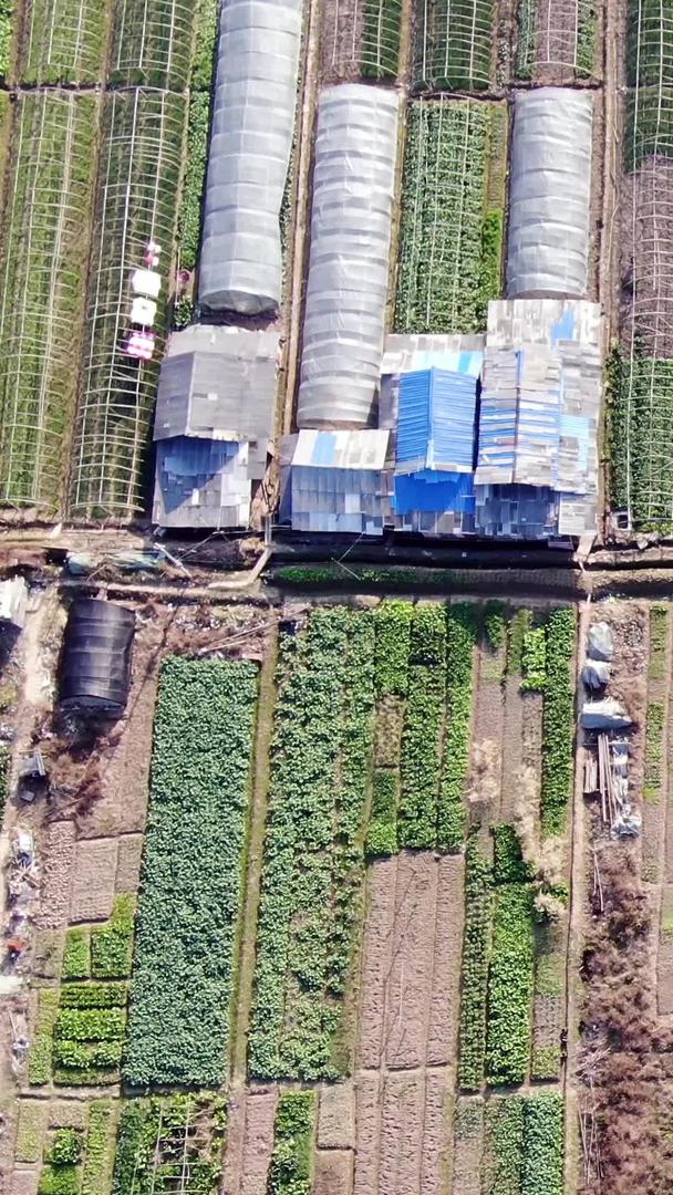 农业航拍种植大棚蔬菜视频的预览图