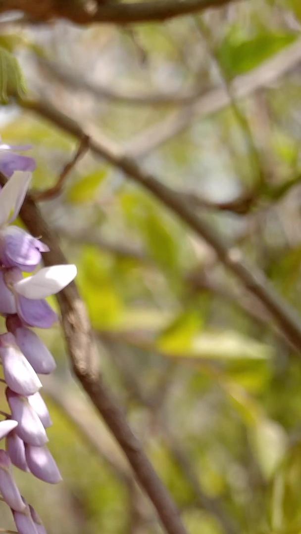 春天自然风光紫藤视频集合视频的预览图
