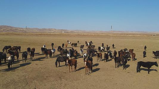 4k航拍内蒙古草原上成群成片的马群视频的预览图