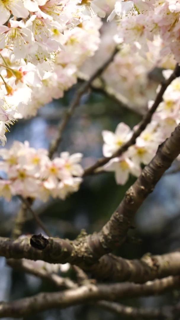 春暖花开的桃花在公园里盛开视频的预览图