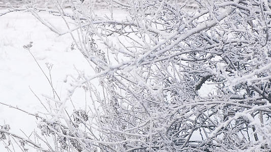 冬日大雪过后树枝上的雾凇景象视频的预览图