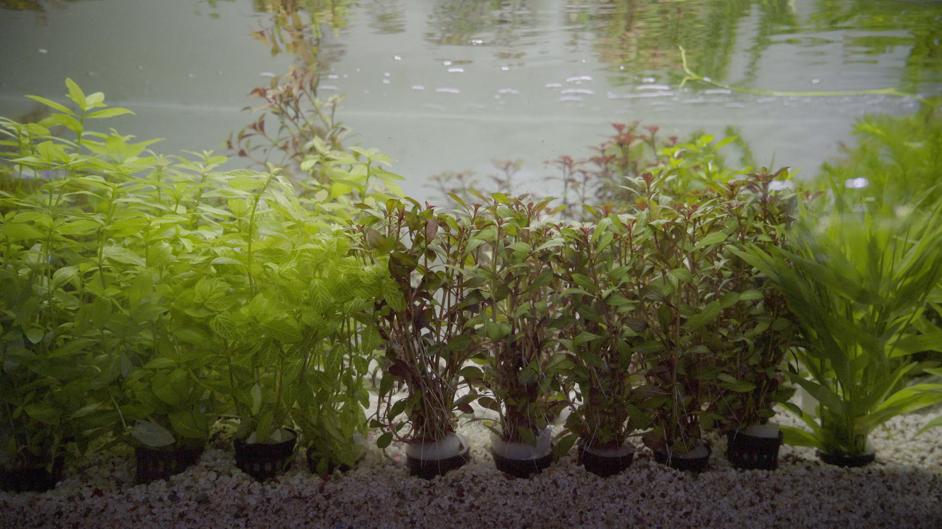 水草种植4K视频的预览图