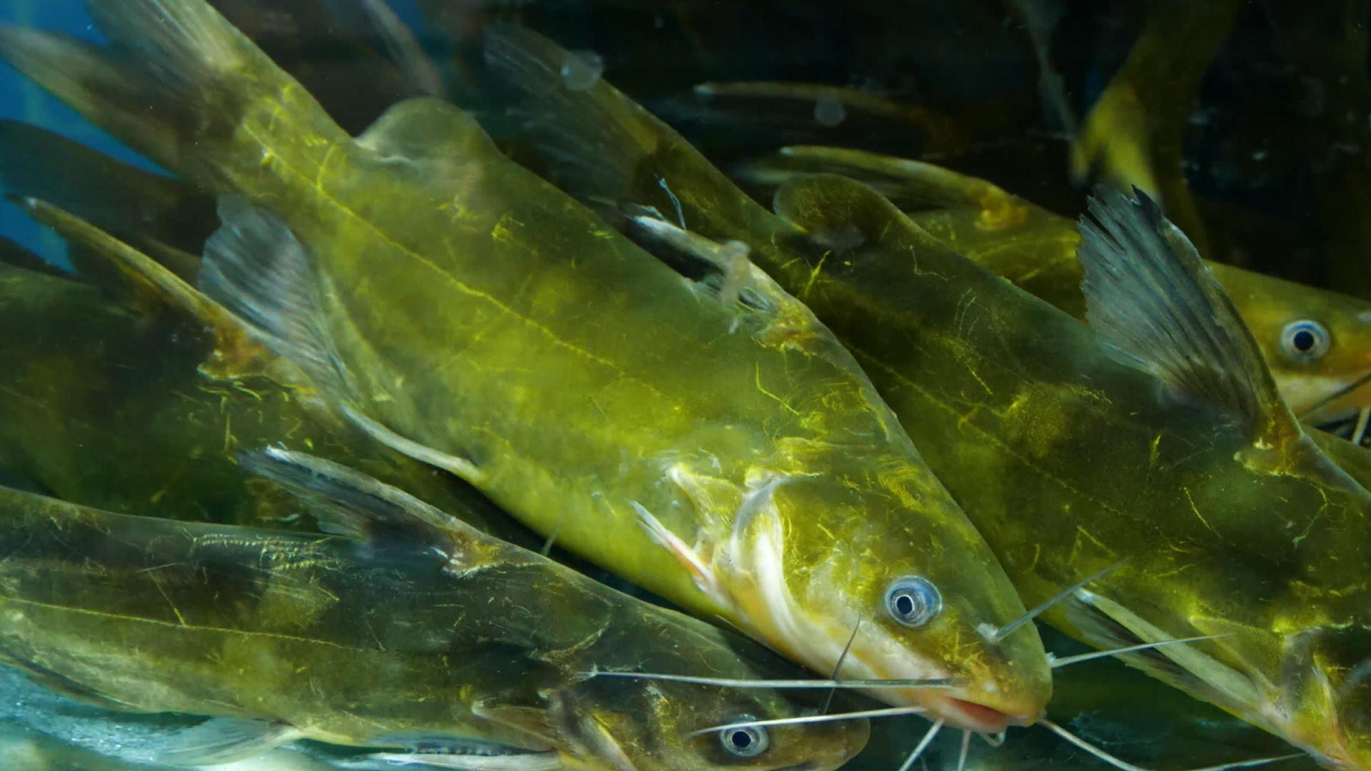 4K黄骨鱼生鲜活鱼水产鱼缸里的鱼儿视频的预览图