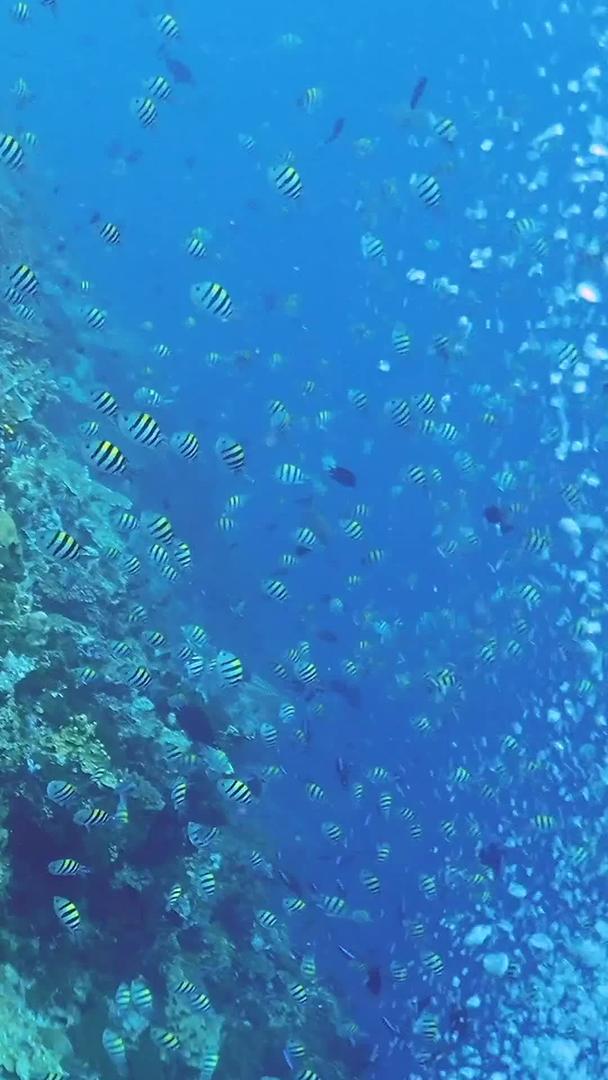 海底世界海龟实拍视频的预览图
