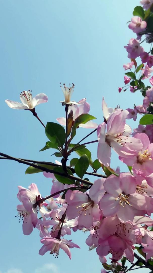 大黄蜂樱花采蜜视频的预览图