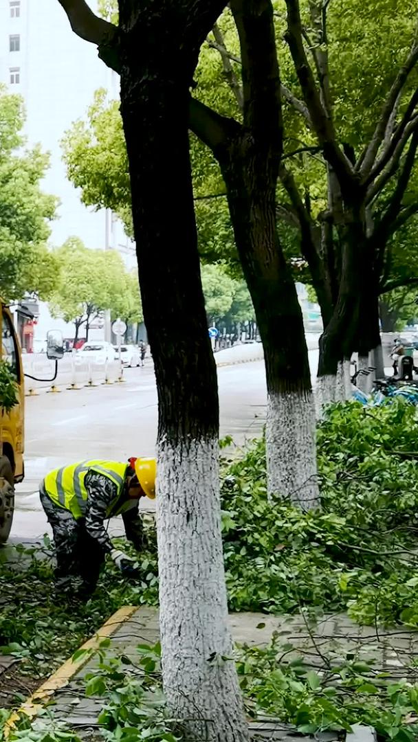 城市美容街道树枝修理美化视频素材视频的预览图