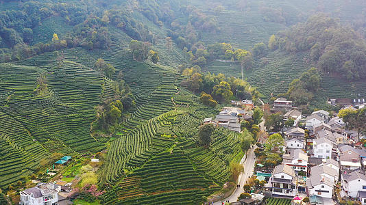 4K航拍杭州西湖龙井村茶山视频的预览图