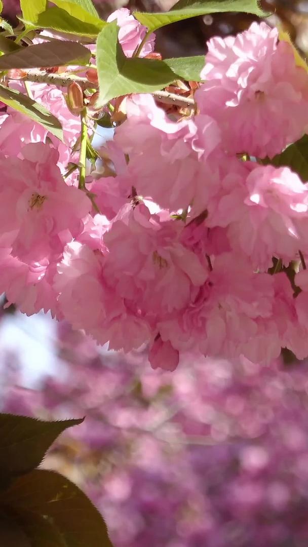 春暖花开的樱花集锦视频的预览图