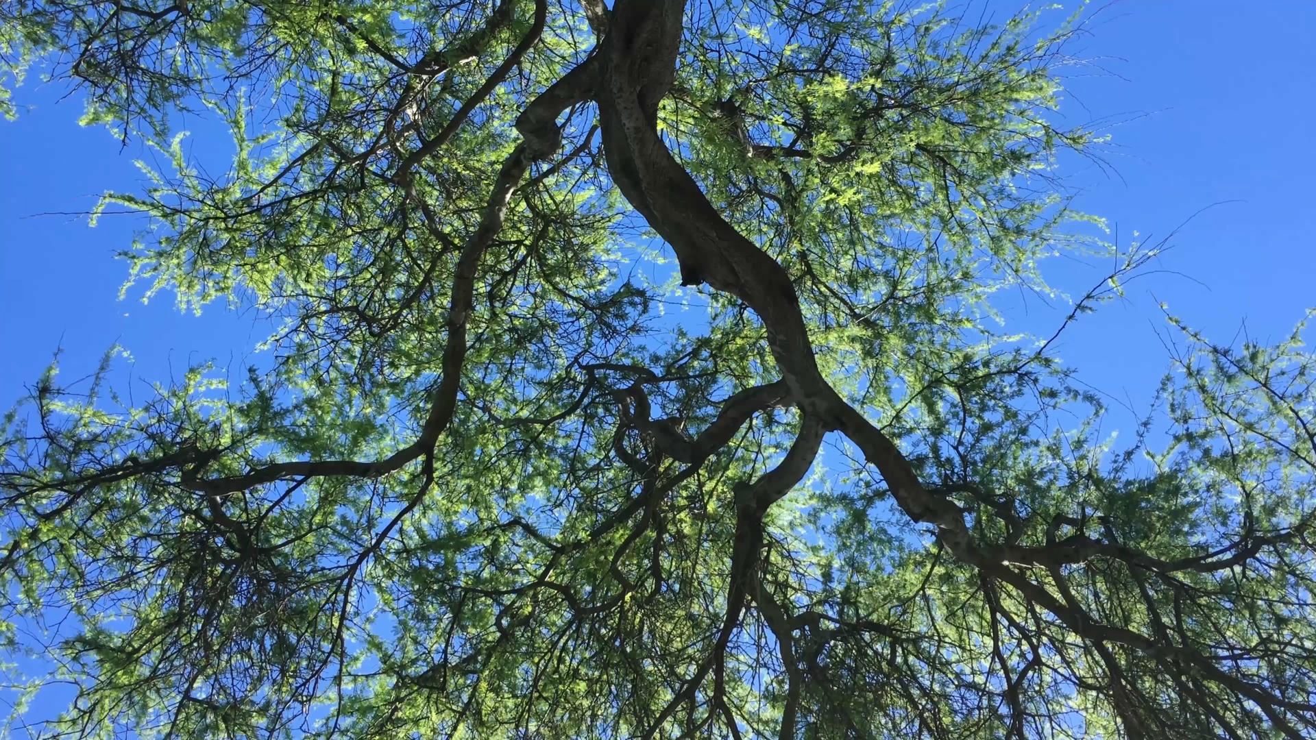 蓝色的天空郁郁苍苍的大树视频的预览图