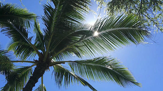 蓝色的天空椰子树穿透阳光视频的预览图