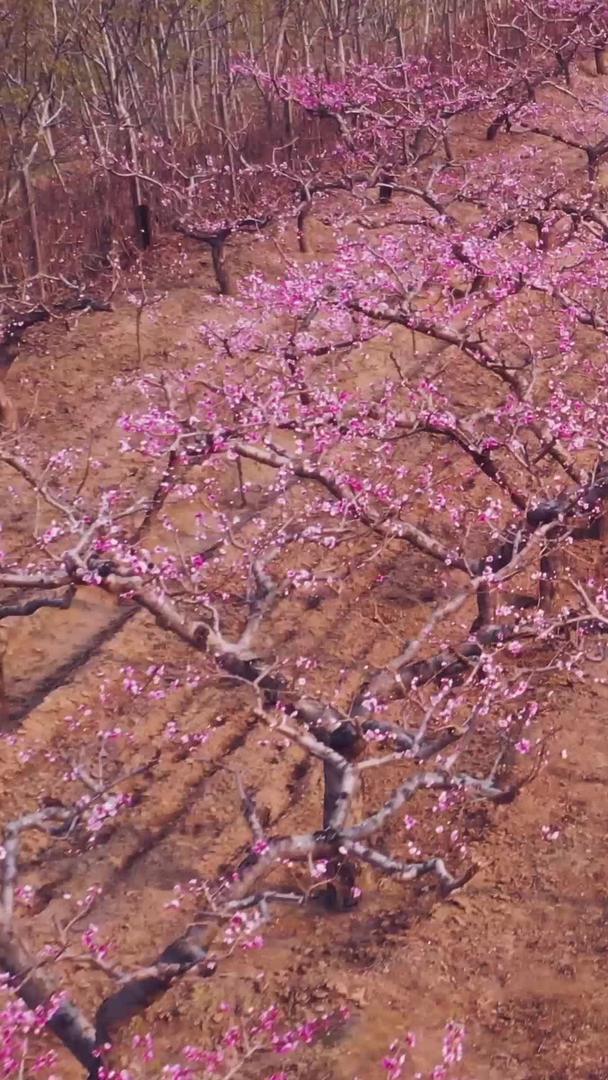 石家庄沱河生态区桃花盛开视频的预览图