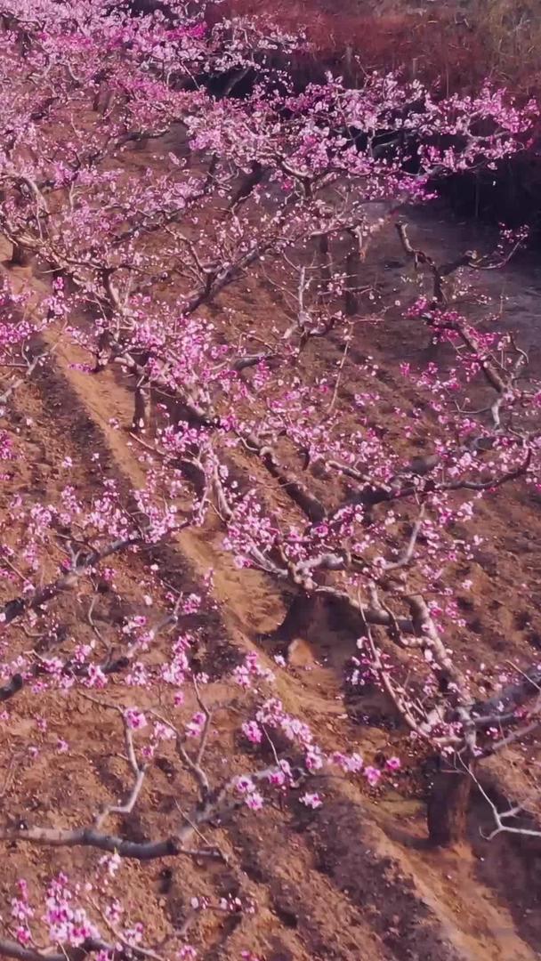 石家庄沱河生态区桃花盛开视频的预览图