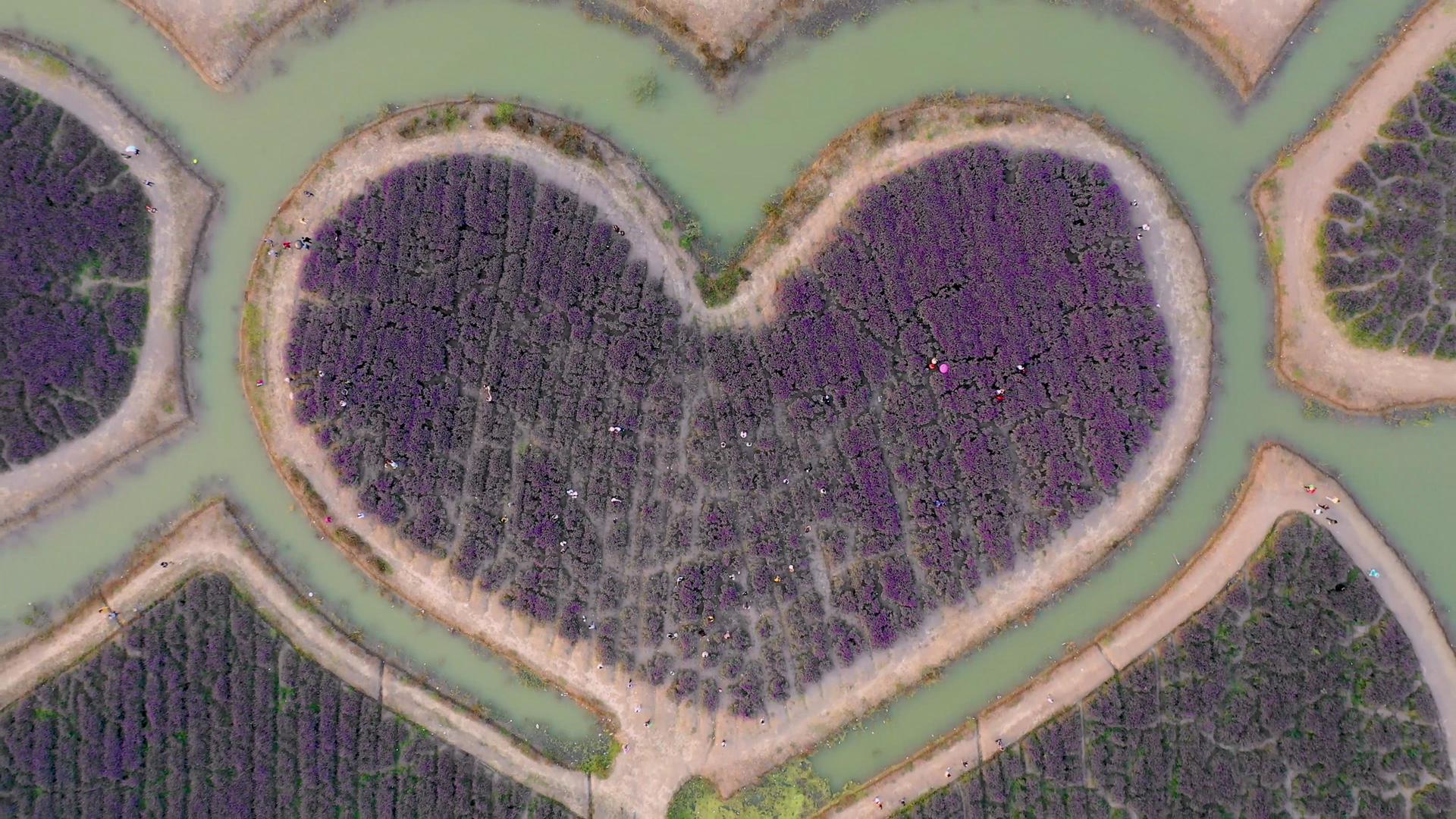 航拍湖中间的心形的薰衣草花海视频的预览图