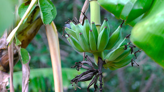 香蕉树及其香蕉果实合集4K视频的预览图