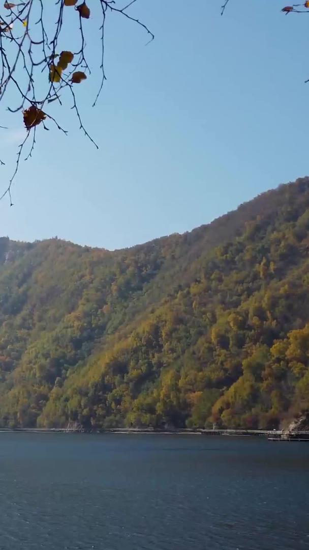 拍摄青海孟达天池摇曳的叶子视频的预览图