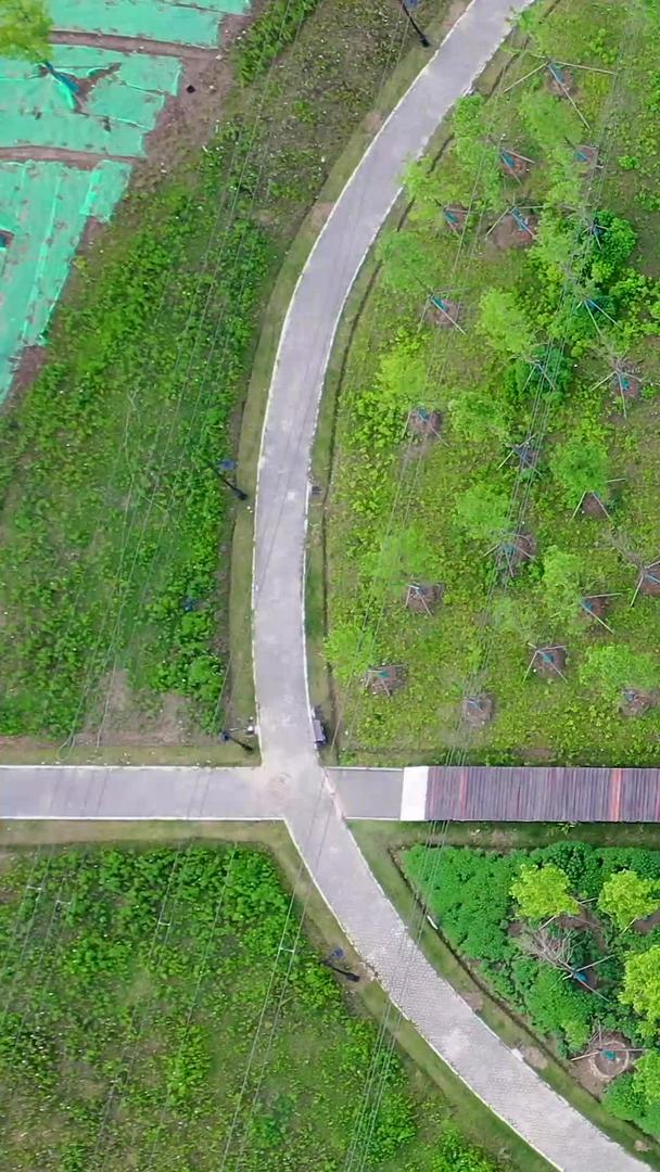 航空摄影公园的绿色植物覆盖栈道材料视频的预览图