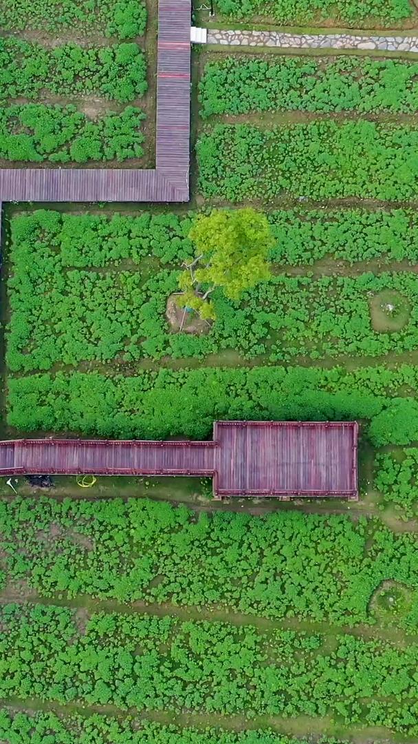 航空摄影公园的绿色植物覆盖栈道材料视频的预览图
