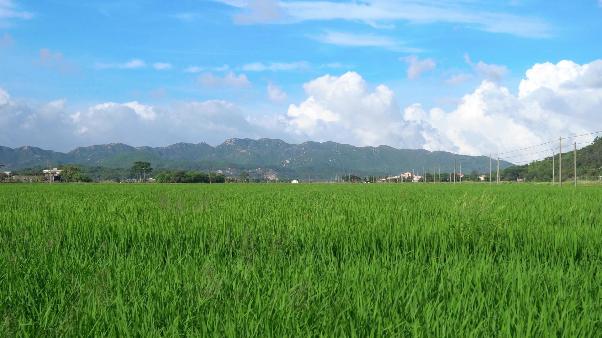 夏季绿油油农田全景风光视频的预览图