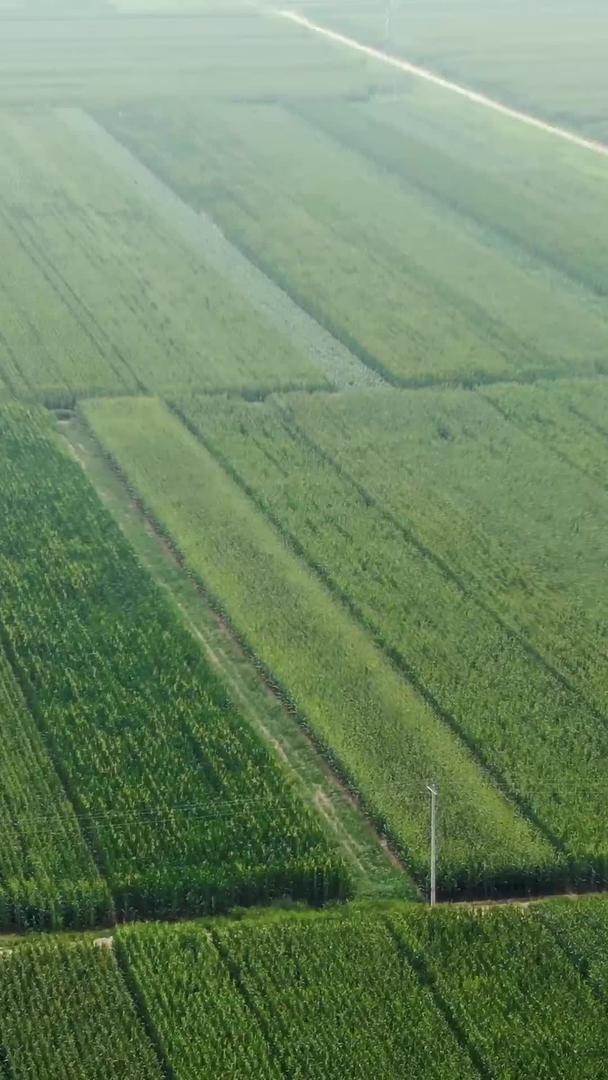 玉米庄稼地的航拍视频的预览图