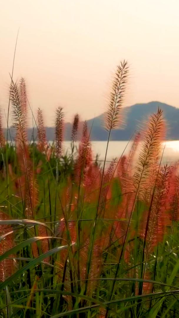 黄昏时分逆光下的狗尾草和远山湖泊素材视频的预览图